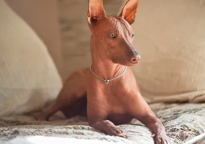 Мексиканская Лысая Собака Крупным Планом Портрет Xoloitzcuintli Или Xolo  Для Краткости Является Лысая Порода Собак — стоковые фотографии и другие  картинки Близко к - iStock