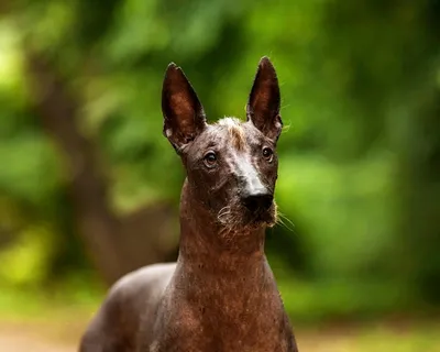 Мексиканская голая собака (Mexican Hairless Dog) - это милая, умная и  легкообучаемая порода собак. Фото, описание и отзывы.