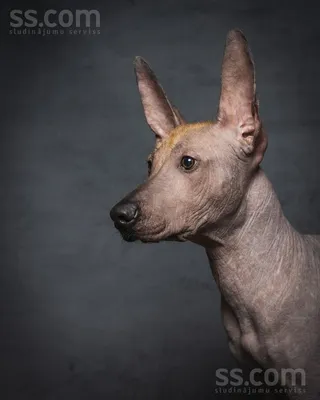 Мексиканская безволосая собака Xoloitzcuintli или Xolo Стоковое Фото -  изображение насчитывающей собака, красивейшее: 67213232