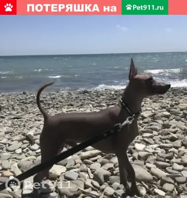 Портрет Xoloitzcuintle Мексиканская Собака Волос Среднего Размера Стоящий  Нейтральном Сером стоковое фото ©niknikpo 448805822