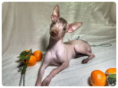 Собака Xoloitzcuintli породы, мексиканская лысая собака серого цвета на  открытом воздухе стоковое фото ©Tverdohlib.com 154283658