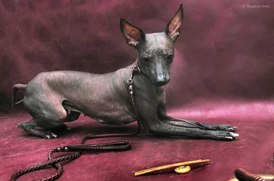 Щенок породы Xoloitzcuintli, голая мексиканская собака, изолирована на  белом фоне Stock Photo | Adobe Stock