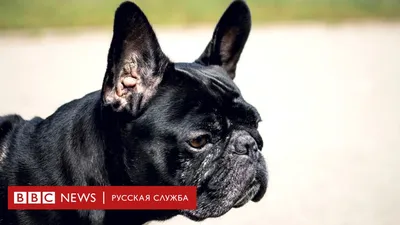 Лохматые породы собак - фото и названия пород, самые лохматые породы |  Pet-Yes