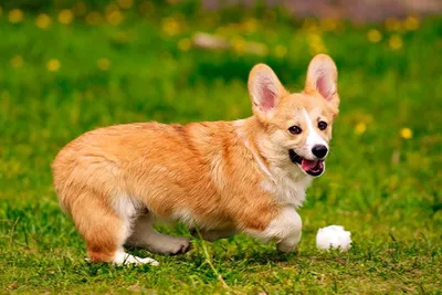 Маленькие собаки для 🐕 небольшой квартиры: лучшие породы миниатюрных собак  - Гульдог