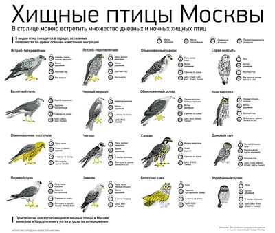 Акция «Покорми птиц зимой» пройдет в г.о. Дзержинский Московской области 19  февраля 2022 года / Новости / Муниципальное образование \"Городской округ  Дзержинский Московской области\"