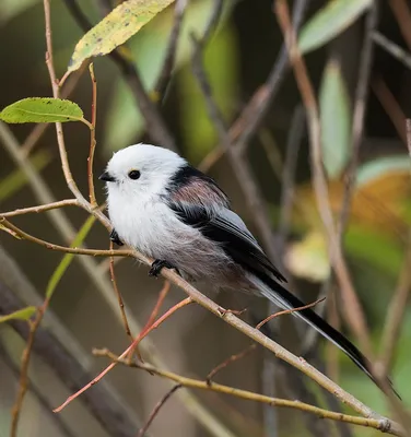 Wild Bird Сухой корм для птиц уличных парковых в кормушку на окно