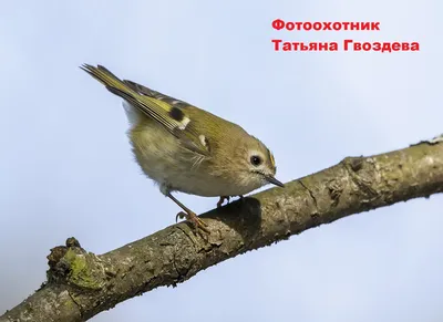 Около 20 мелодий могут исполнять щеглы в подмосковных лесах - В регионе -  РИАМО в Мытищах