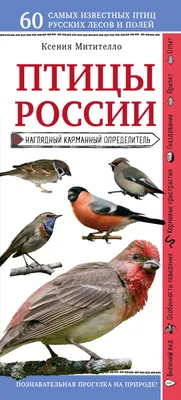 Картинки перелетные птицы весной с названиями для детей (66 фото) »  Картинки и статусы про окружающий мир вокруг