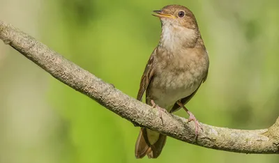 Beautiful birds