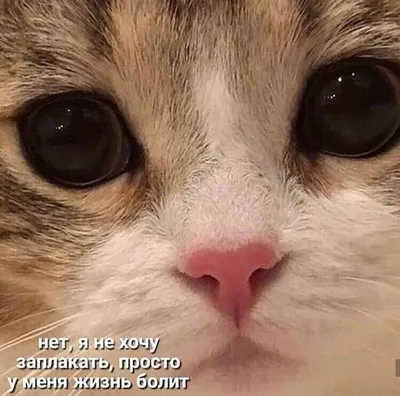 Мемные коты от иллюстратора Tactooncat. : r/Pikabu