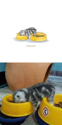 Набор значков Грустные Мемные Коты, 6 шт. | AliExpress