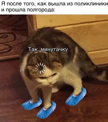 Категория \"Театр абсурда\"! :) #коты - ARAMIS777 - Sports.ru