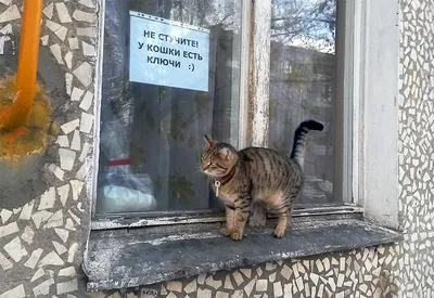 Прикольные картинки без надписей (60 лучших фото)