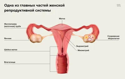 Месячные при беременности: могут ли быть месячные при беременности