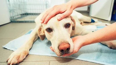 Течка у собак 🐶: продолжительность, стадии течки, периодичность