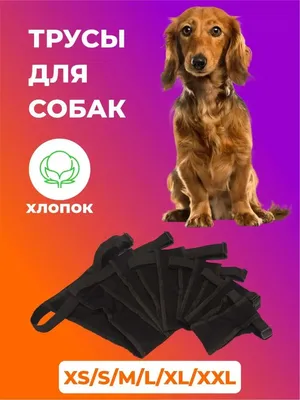 Течка у собак: признаки, когда начинается, сколько идет | FriendForPet