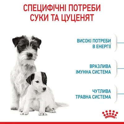 Сколько длится течка у собак - сколько идет течка у собак и как часто |  Royal Canin