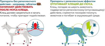 Клещ у собаки: как вытащить, симптомы и признаки | PEDIGREE®