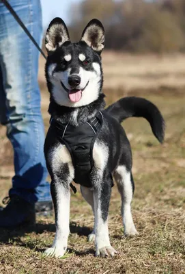 Собака, метис, dog, Metis | Wolf dog, Dogs, Wolf