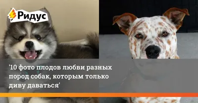 10 фото плодов любви собак разных пород, глядя на которые только диву  даваться