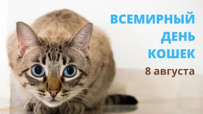 Экспофорум - 🐈 Сегодня, 8 августа, по инициативе Международного фонда по  защите животных «Animal Welfare» отмечается Всемирный день кошек (World Cat  Day). Многие народы считают, что кошки проживают несколько жизней и способны