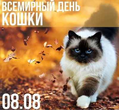 Сегодня День кошек — в Сети делятся фотографиями питомцев. Покажите и вы  своих - Лайфхакер