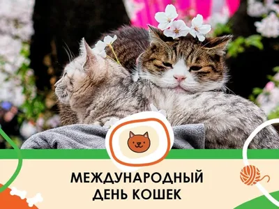 С днем кошек - прикольные картинки, открытки с котиками и стихи - Апостроф