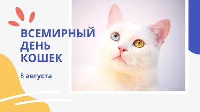 Открытка всемирный день кошек (38 шт)