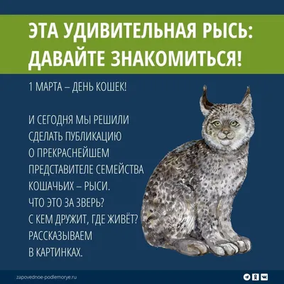 Зеркало | Новости on X: \"8 августа — Международный День кошек. Его  инициатором стал в 2002 году Международный фонд Animal Welfare. День кошек  это неофициальный праздник, который отмечается по всему миру. Обязательно