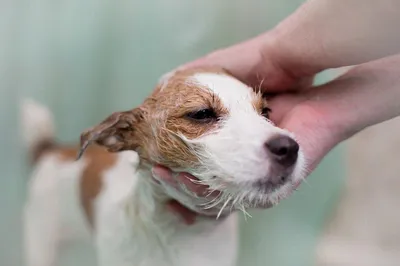 Дерматит у собак - лечение, фото и причины | Виды | Pet-Yes