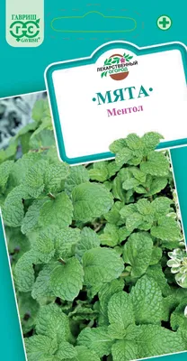 Мята болотная (Mentha pulegium) - Мята болотная - Мята - Многолетние цветы  - Библиотека - LESKOVO-PITOMNIK.ru