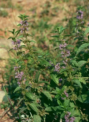 Mentha suaveolens, Мята яблочная|landshaft.info