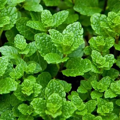 Mentha piperita 'Lemon Fresh', Мята перечная лимонная|landshaft.info