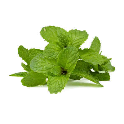 Мята перечная (Mentha piperita) купить с доставкой по Беларуси \"BuonRoza \"