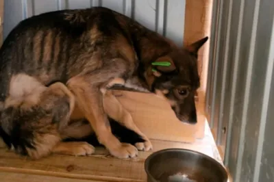 Пропала собака Девочка! Окрас черно-рыжий! (Чита) | Pet911.ru