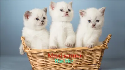 милі малюнки#puf #рекомендации❤️ | TikTok