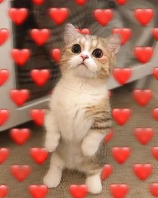 Cute kitten with hearts💗✨ | Котята, Милые котики, Очаровательные котята