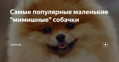 😻Текут слёзы умиления: самые мимишные котятки! | Нос, хвост, лапы | Дзен