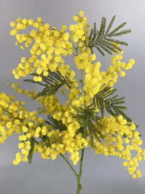 Мимоза (Acacia Dealbata)