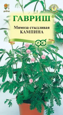 Мимоза стыдливая: Опасная недотрога мира растений | Пикабу