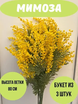 Мимоза | Цветы «FlowerAnna»