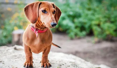 Карликовая такса: описание 🐕 породы, фото, уход и содержание мини-таксы