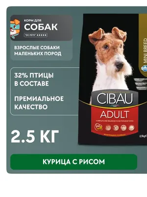 Цвергпинчер - это собака с бесконечным источником энергии и бурлеска. Они  любопытные, бесстрашные и быстрые.