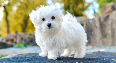 Самые маленькие породы собак - SUPERPET