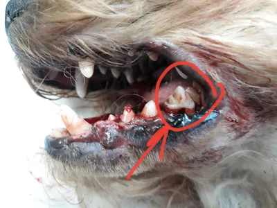 Эозинофильное воспаление мышц собак myositis eosinophilica cani – тема  научной статьи по ветеринарным наукам читайте бесплатно текст  научно-исследовательской работы в электронной библиотеке КиберЛенинка