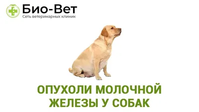 Сверхострый аллергический отек морды у собаки.