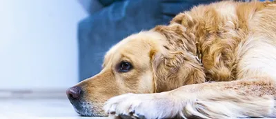 Семейный дерматомиозит собак - перевод из SMALL ANIMAL DERMATOLOGY A COLOR  ATLAS AND THERAPEUTIC GUIDE | veter96.ru