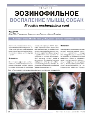 Жевательный миозит (памятка для владельцев) | Ветеринарная клиника доктора  Шубина