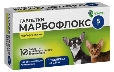 Передаваемые клещами болезни собак: симптомы, последствия, защита