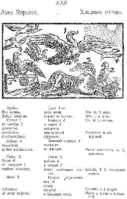 Comenius. Orbis pictus. Ян Амос Коменский. Мир чувственных вещей в картинках